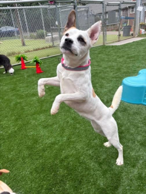 GINGER, Adoptable, Adult Female Akita & Mixed Breed.