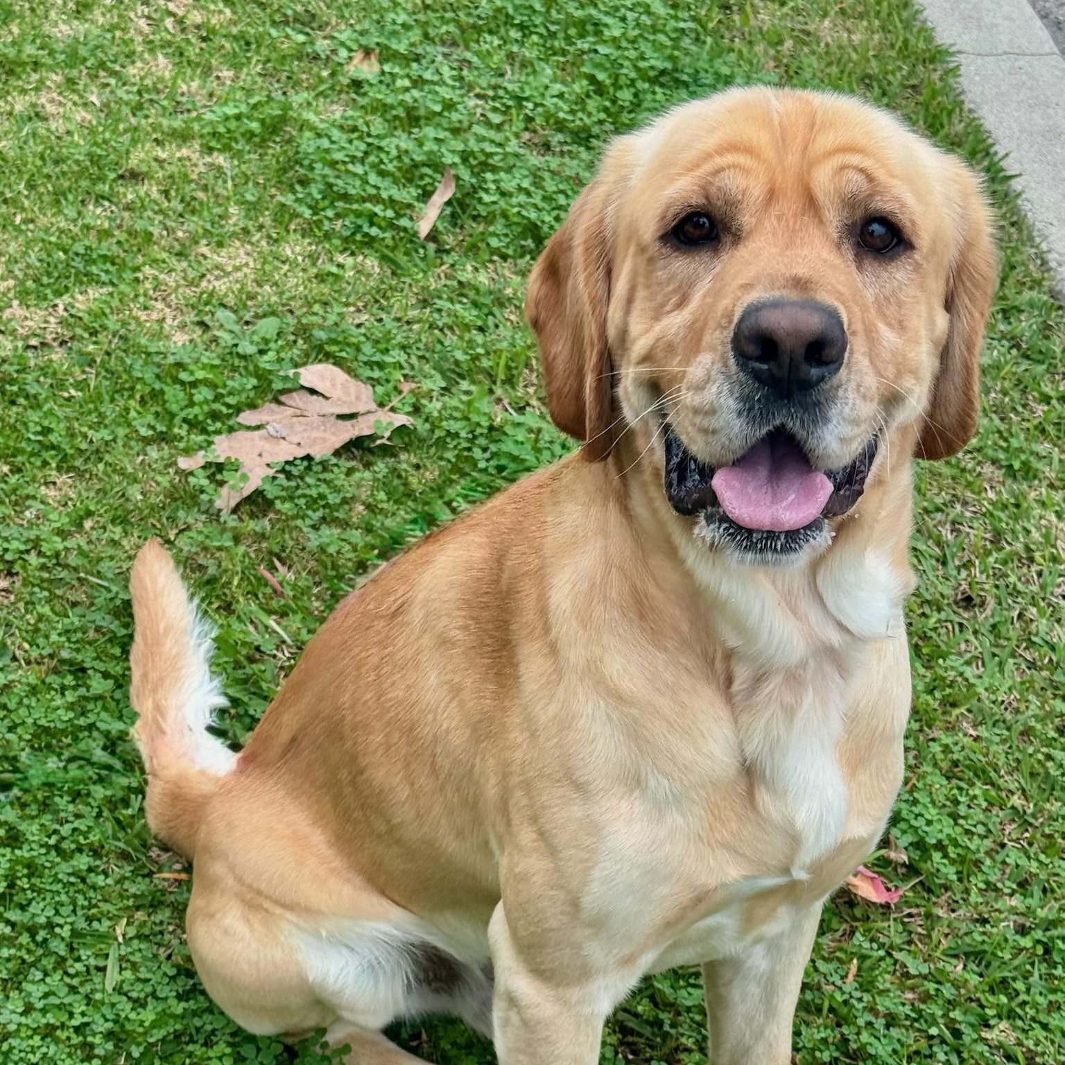 Huckleberry , adopted, Young Male Labrador Retriever.
