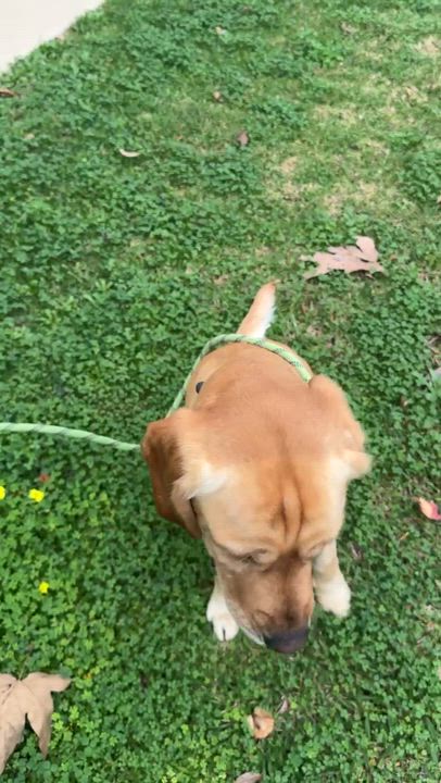 Enlarge Huckleberry , an adopted mixed breed in Newport Beach, CA video 4/4