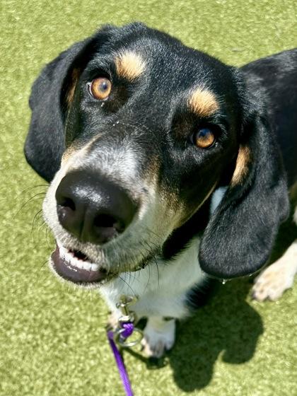 Wade, Adoptable, Adult Male Mixed Breed & Mixed Breed.