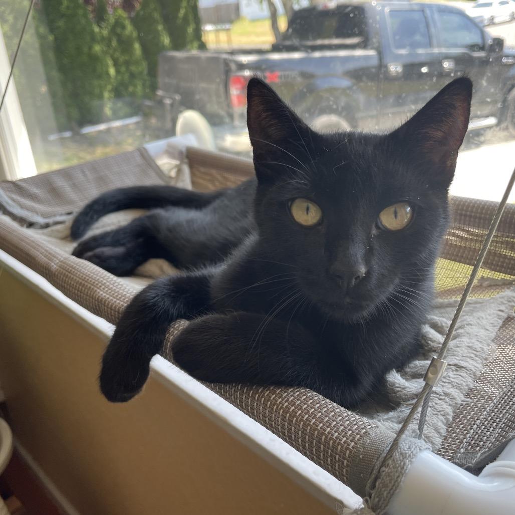 Enlarge Spooky (aka Larry), a Adoptable Domestic Short Hair in Ferndale, WA image 2/5