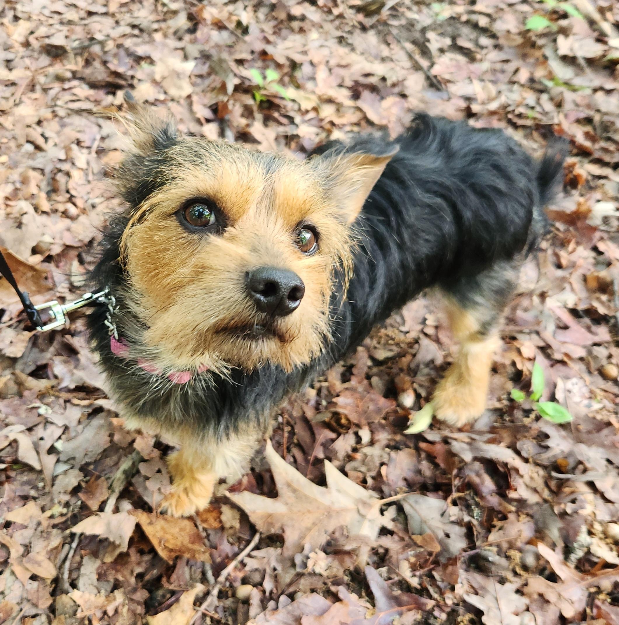 Rascal, an adopted mixed breed in Pelzer, SC image 2/6