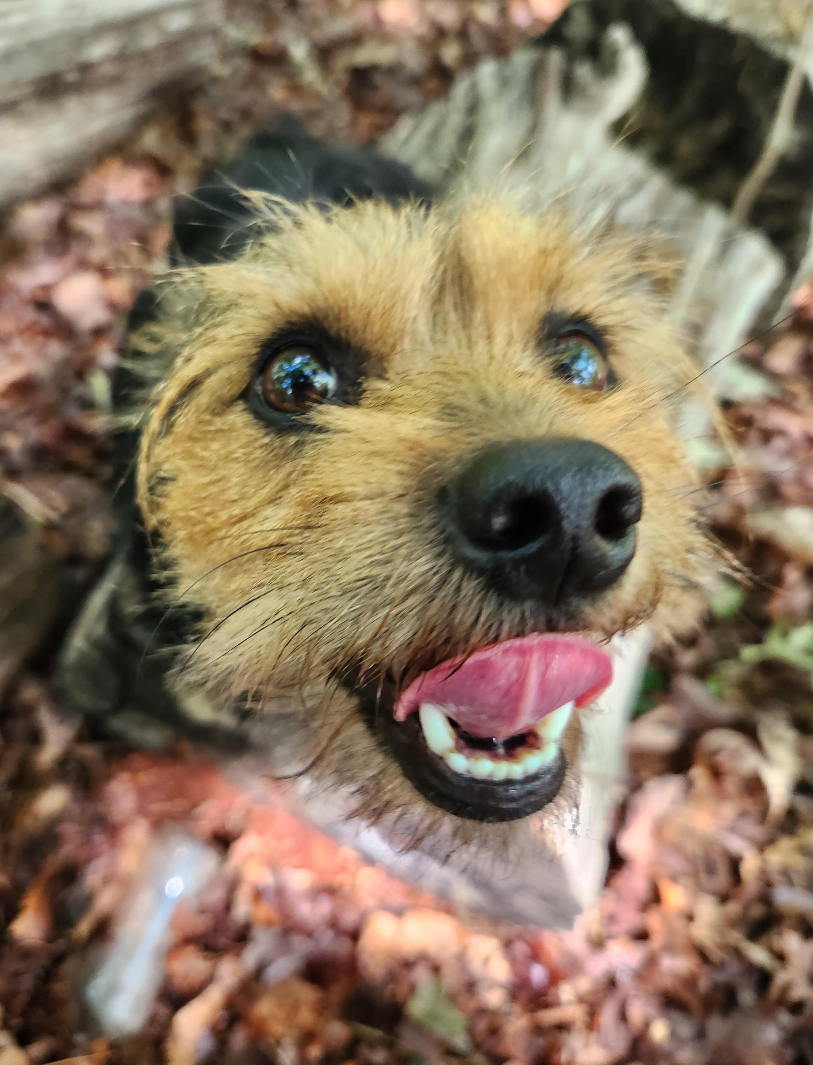 Rascal, an adopted mixed breed in Pelzer, SC image 3/6