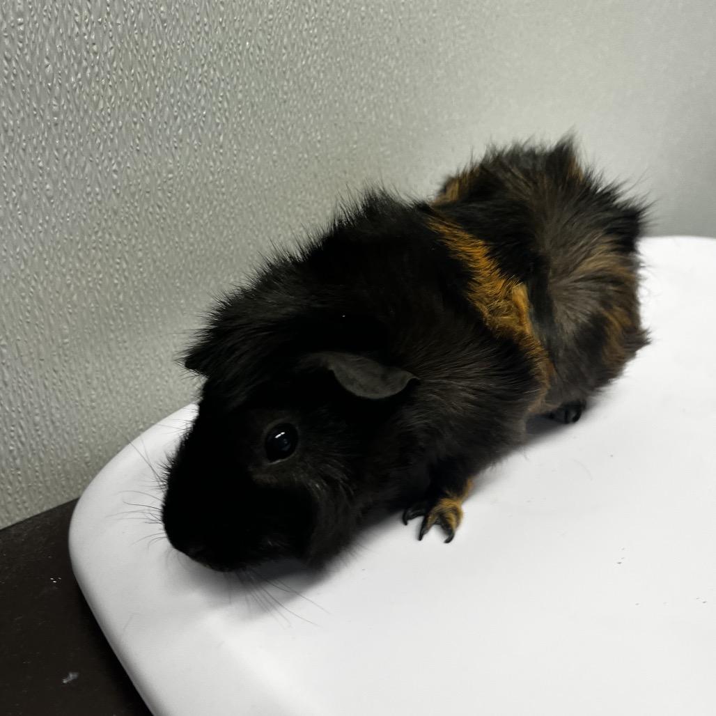 Ms. Bell, Adoptable, Adult Female Guinea Pig & Guinea Pig.
