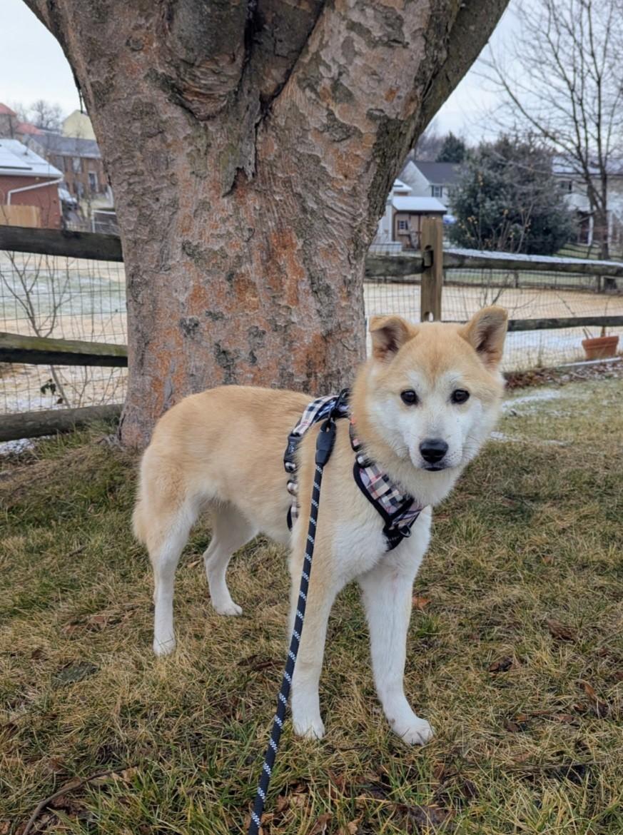 Enlarge NACHO, a ADOPTABLE mixed breed in Centreville, VA image 2/5