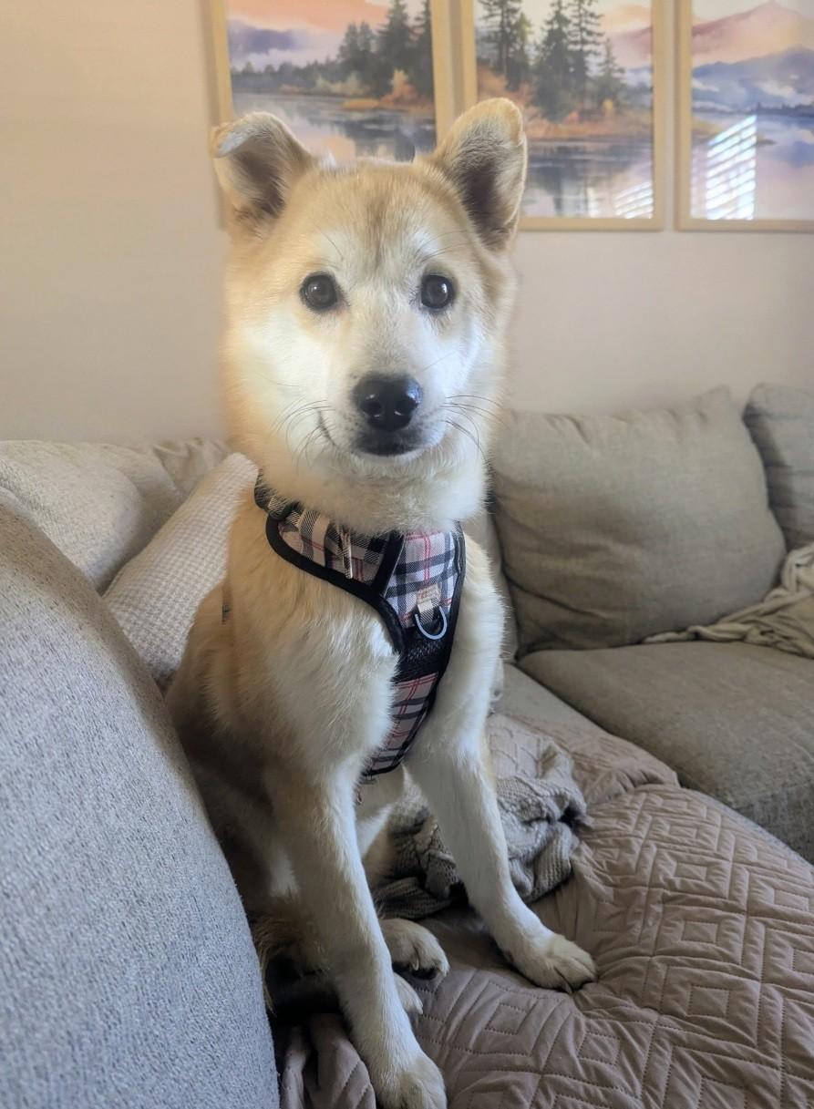 Enlarge NACHO, a ADOPTABLE mixed breed in Centreville, VA image 1/5