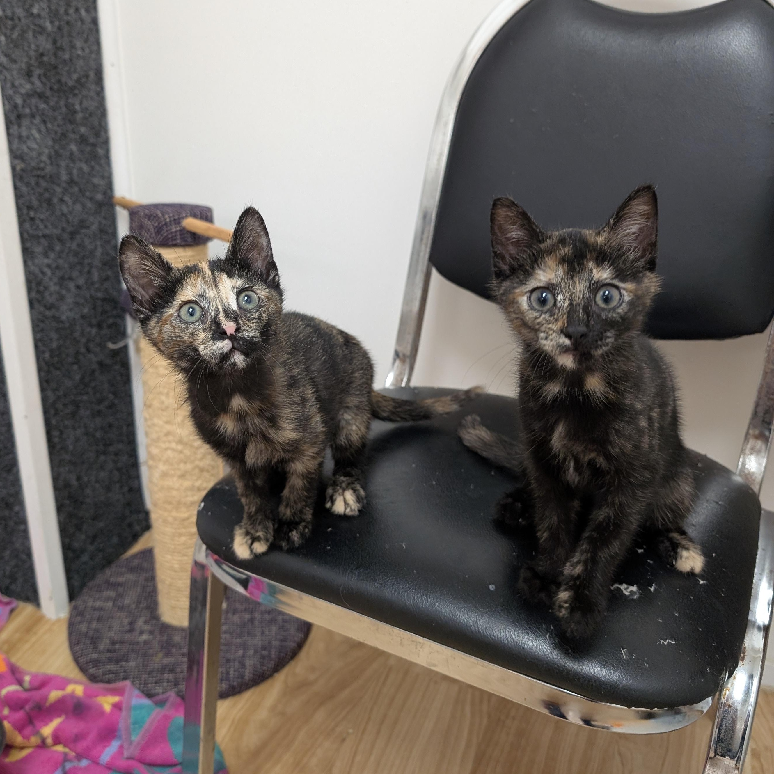 Enlarge Flora, an adopted Domestic Short Hair in St. Augustine, FL image 1/1