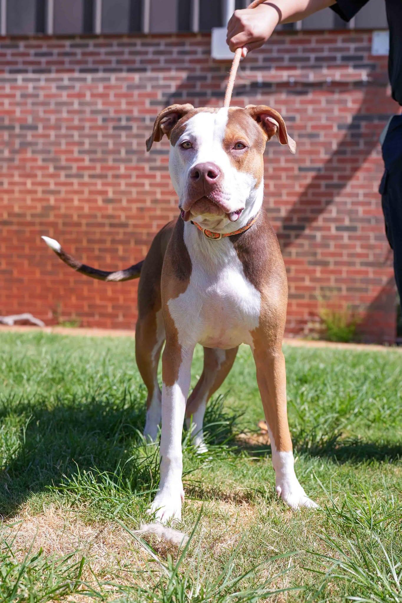Charlie, adopted, Adult Male Pit Bull Terrier.