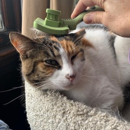 Candy, a Adoptable Domestic Medium Hair in Oakland, CA image 5/6