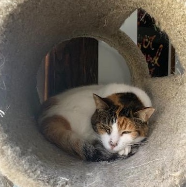 Candy, a Adoptable Domestic Medium Hair in Oakland, CA image 2/6