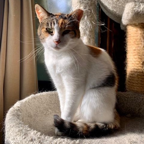 Candy, a Adoptable Domestic Medium Hair in Oakland, CA image 1/6
