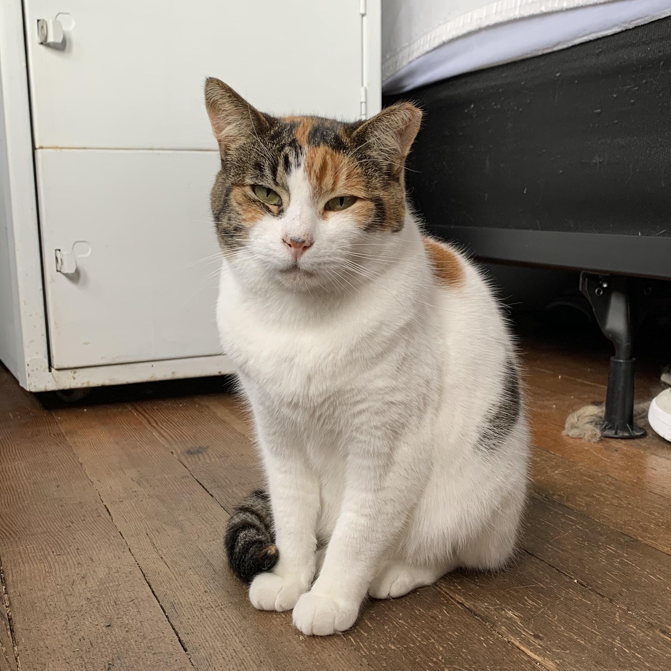 Candy, a Adoptable Domestic Medium Hair in Oakland, CA image 6/6