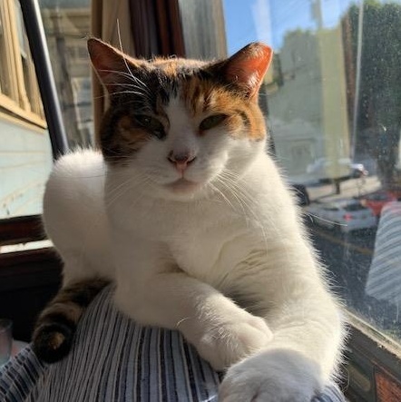 Candy, a Adoptable Domestic Medium Hair in Oakland, CA image 4/6