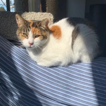 Candy, a Adoptable Domestic Medium Hair in Oakland, CA image 3/6