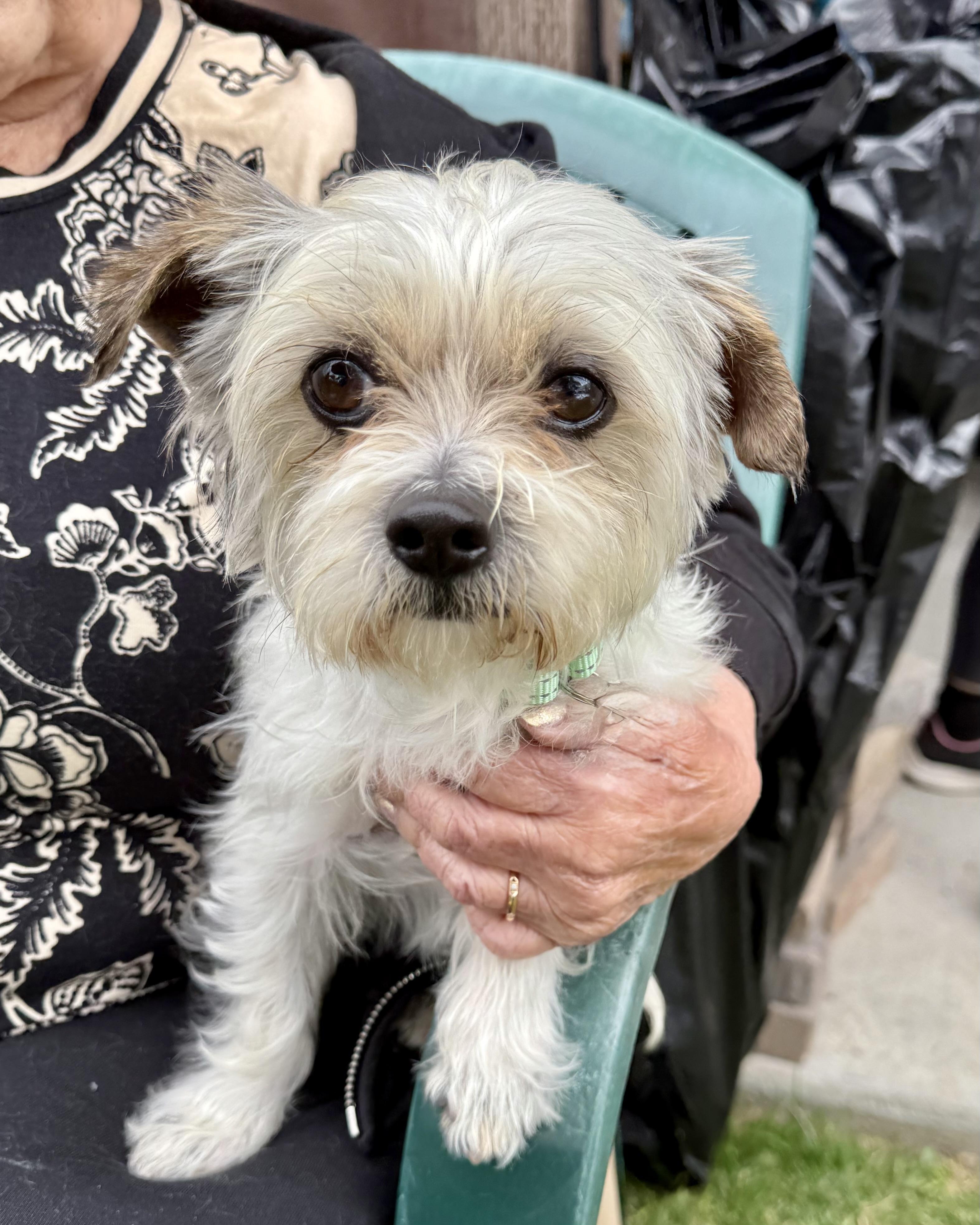 Enlarge Louie, an adoption pending mixed breed in Glendale, CA image 1/3