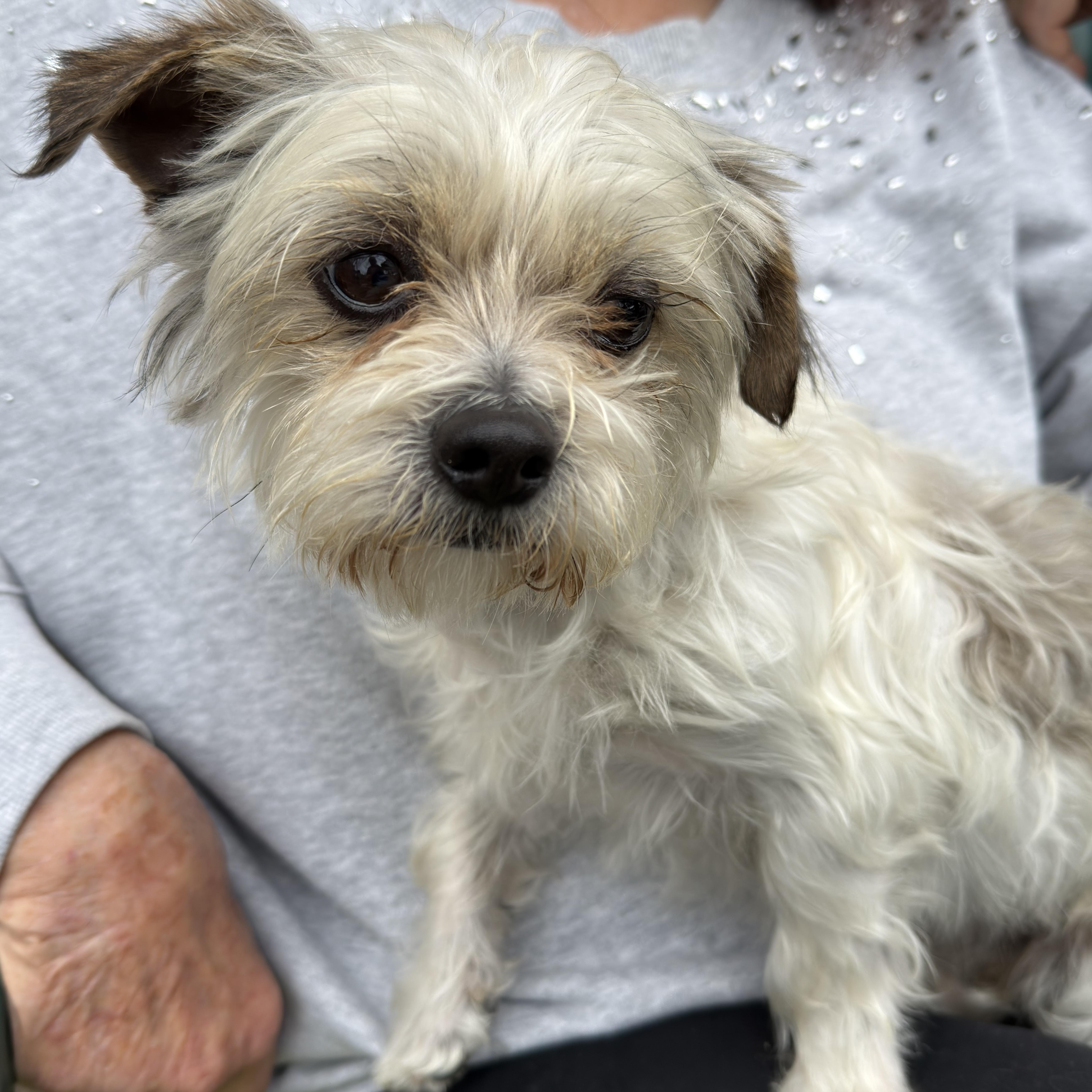 Enlarge Louie, an adoption pending mixed breed in Glendale, CA image 3/3