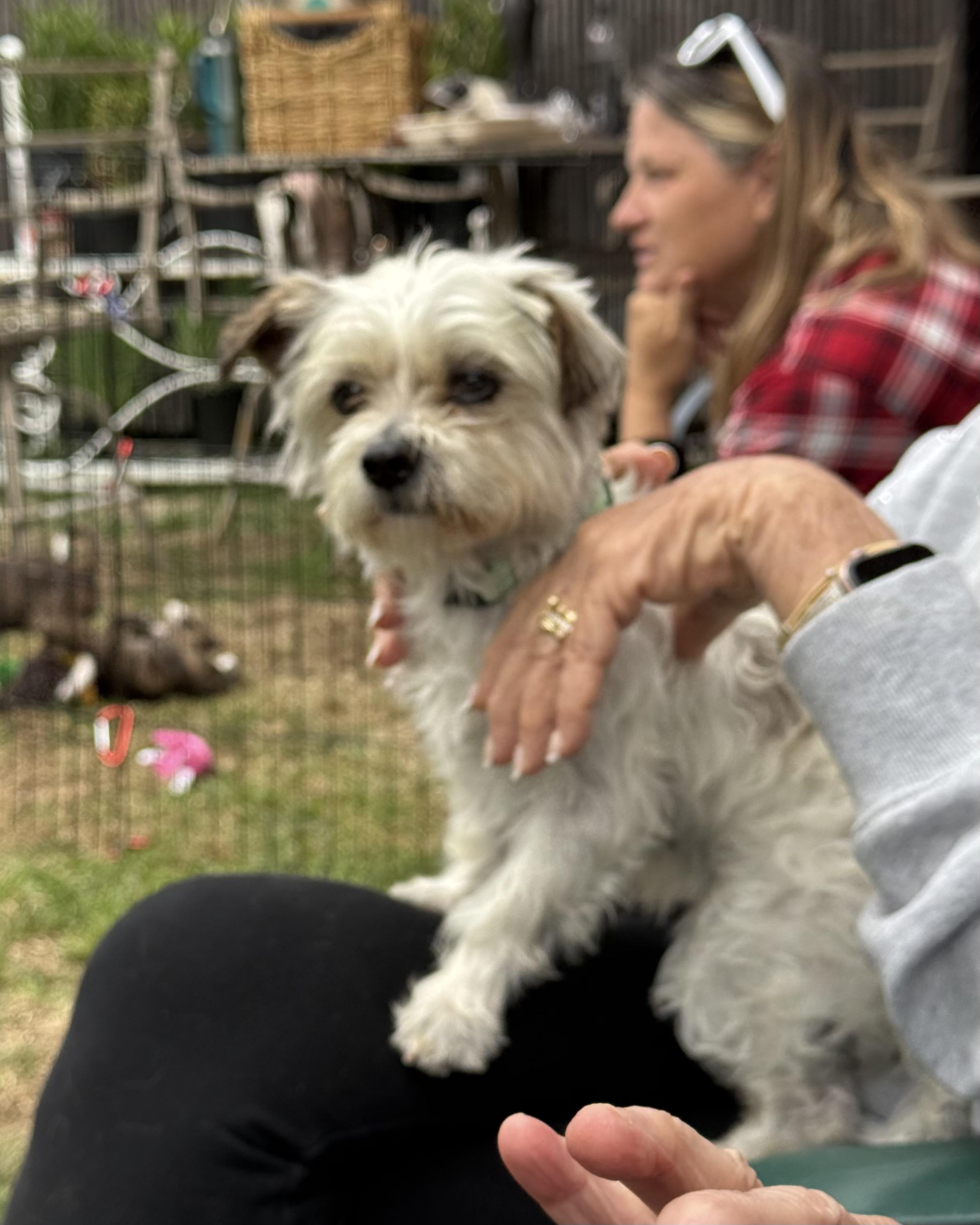 Enlarge Louie, an adoption pending mixed breed in Glendale, CA image 2/3