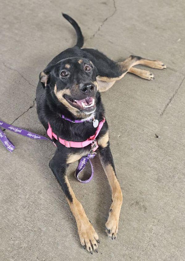 Enlarge Nova/ Kover, a Adoptable mixed breed in Roanoke, VA image 2/2