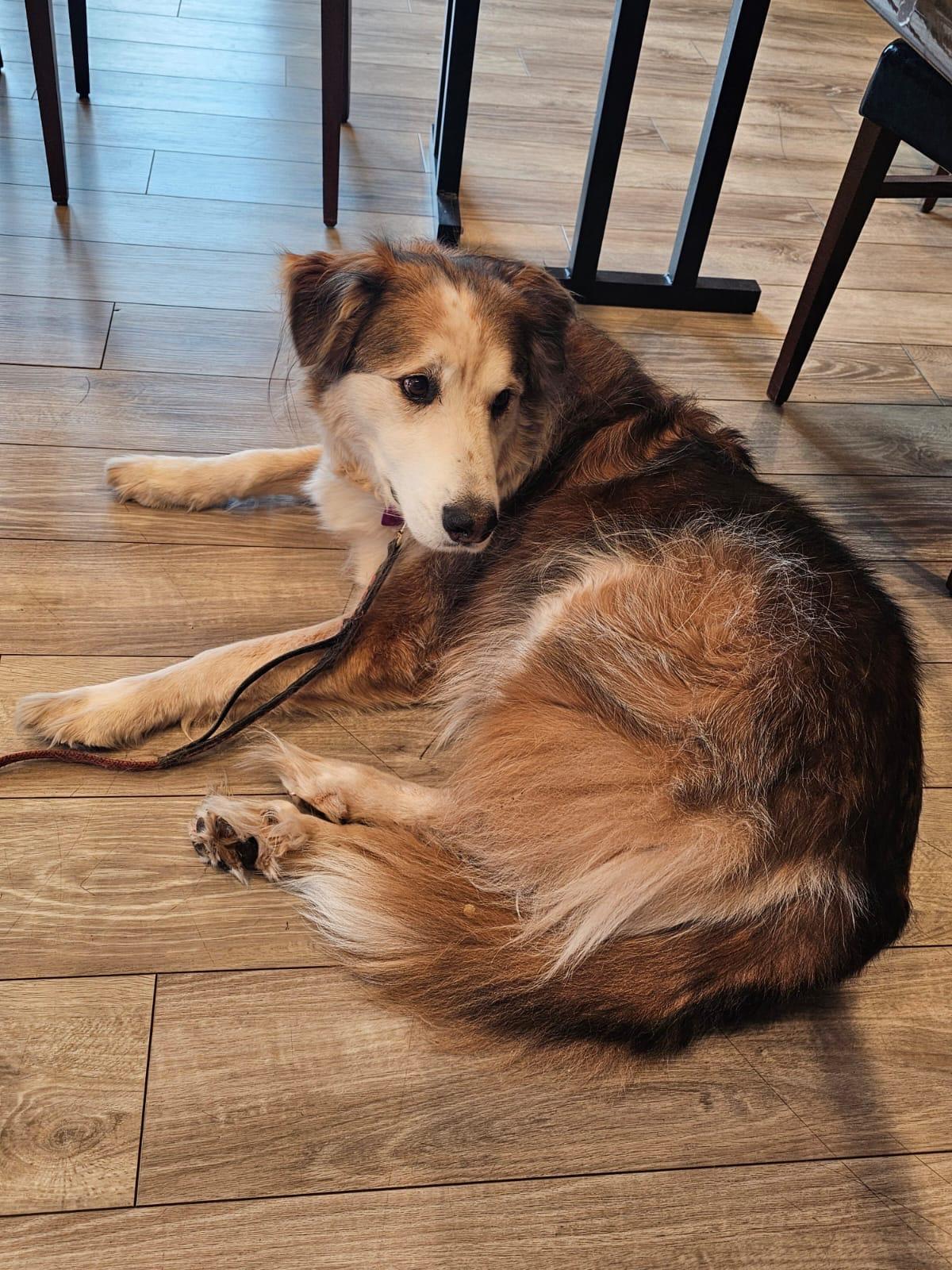 Bandit (text or call Lynette 928-821-6577), an adoptable Alaskan Malamute, Golden Retriever in Sedona, AZ, 86336 | Photo Image 2