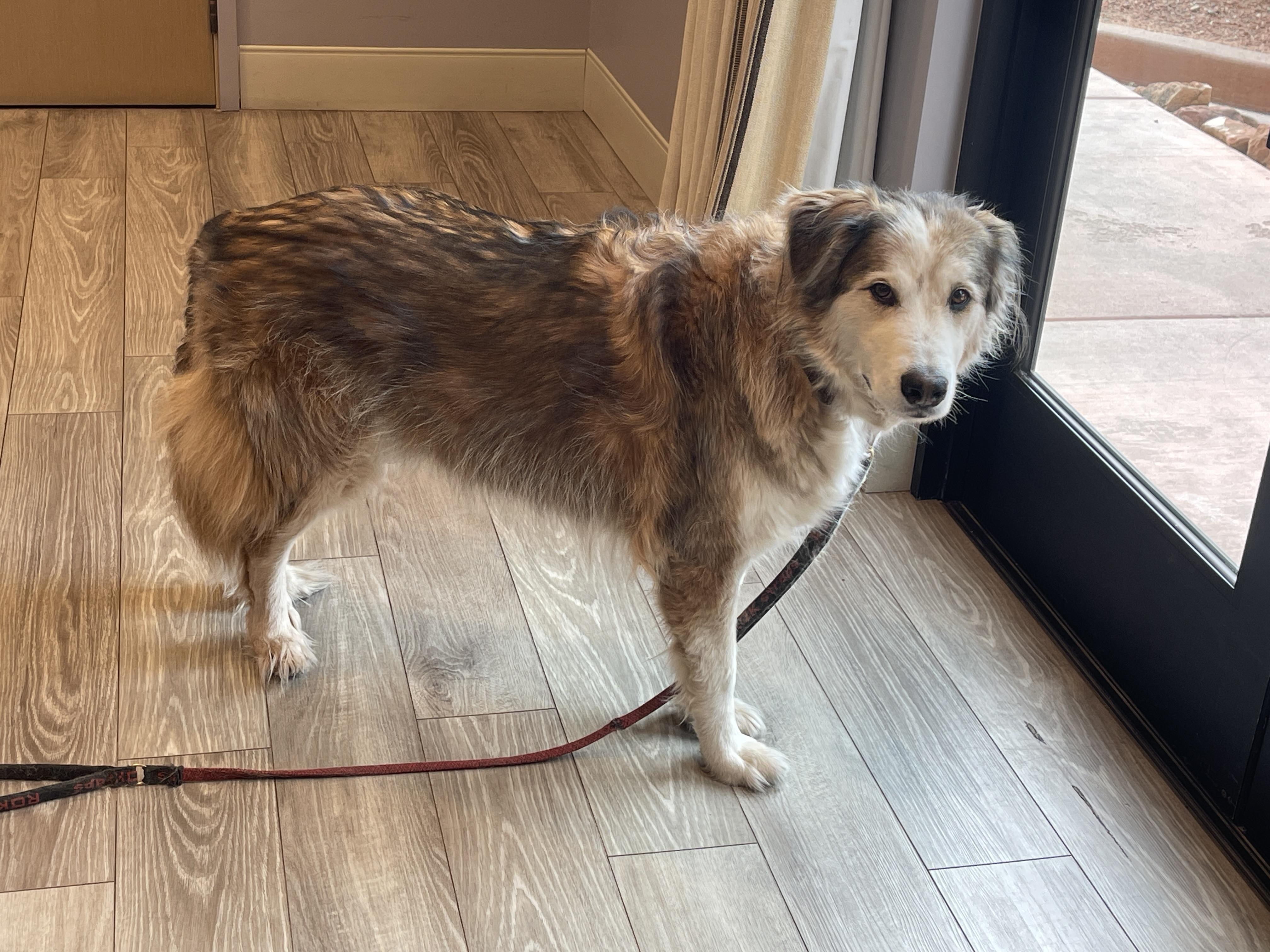 Bandit (text or call Lynette 928-821-6577), an adoptable Alaskan Malamute, Golden Retriever in Sedona, AZ, 86336 | Photo Image 3