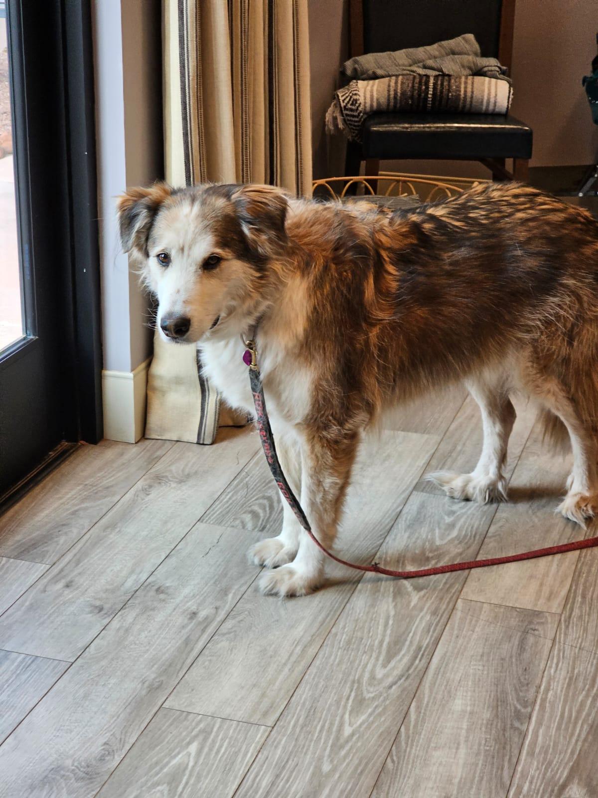 Bandit (text or call Lynette 928-821-6577), an adoptable Alaskan Malamute, Golden Retriever in Sedona, AZ, 86336 | Photo Image 4