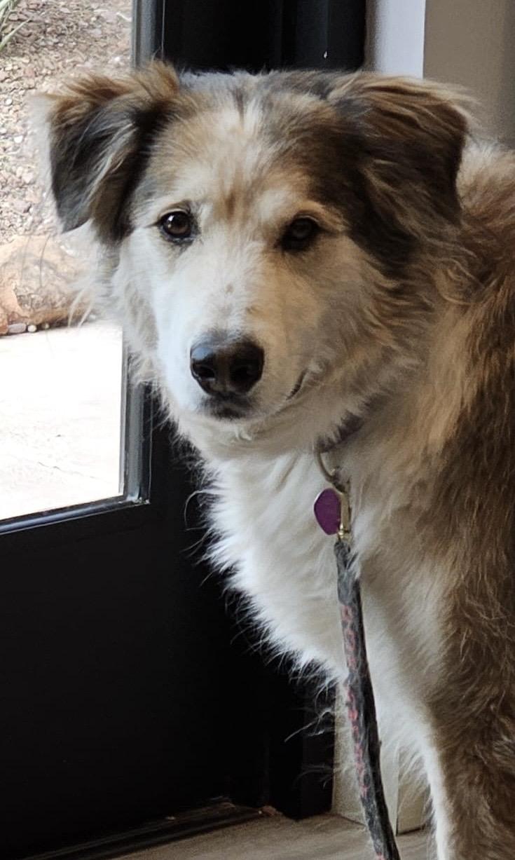 Bandit (text or call Lynette 928-821-6577), an adoptable Alaskan Malamute, Golden Retriever in Sedona, AZ, 86336 | Photo Image 5