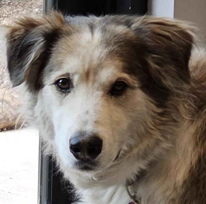 Bandit (text or call Lynette 928-821-6577), an adoptable Alaskan Malamute, Golden Retriever in Sedona, AZ, 86336 | Photo Image 1
