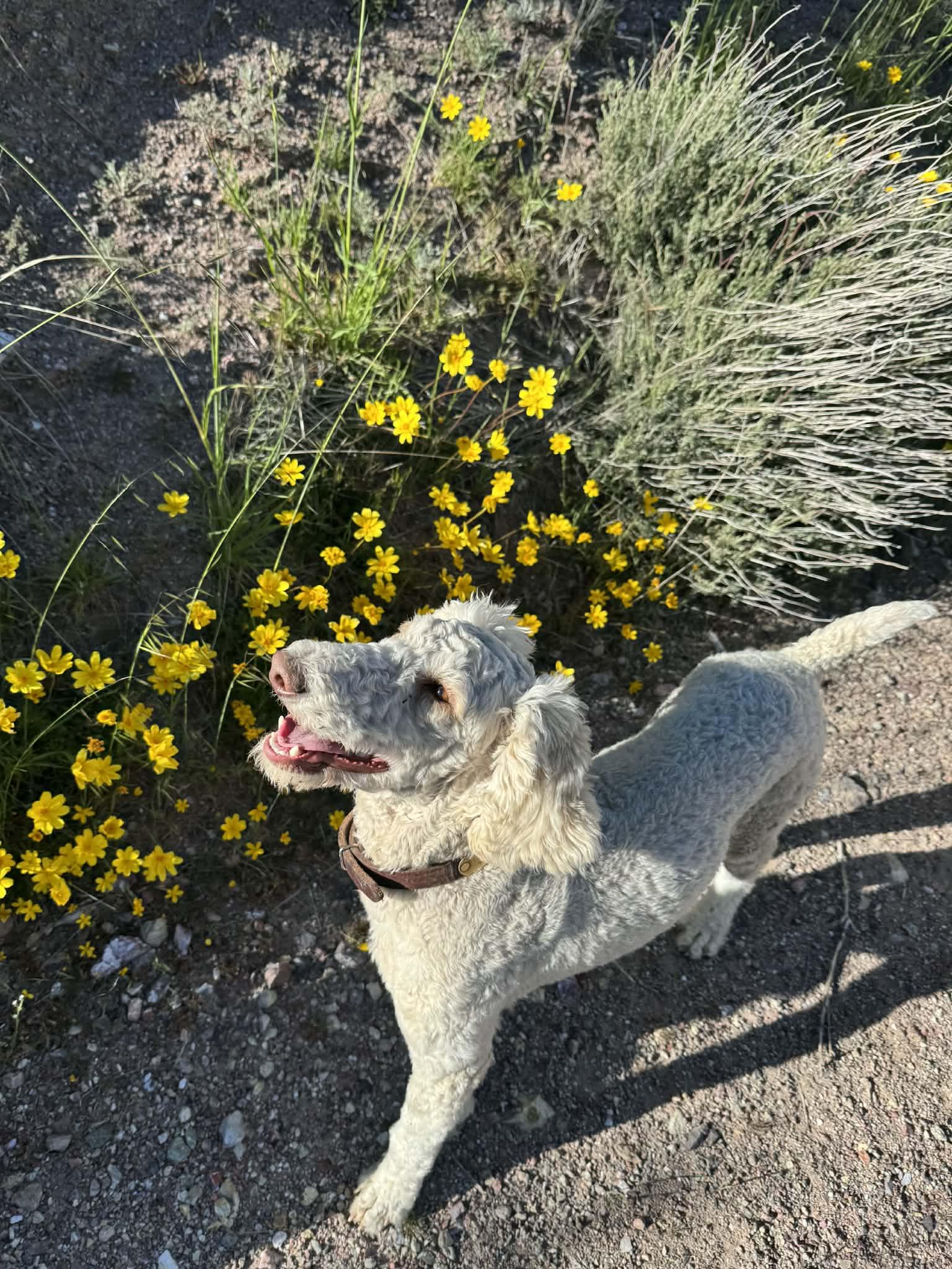 Enlarge GOOSE, an adopted mixed breed in Palmdale, CA image 4/6