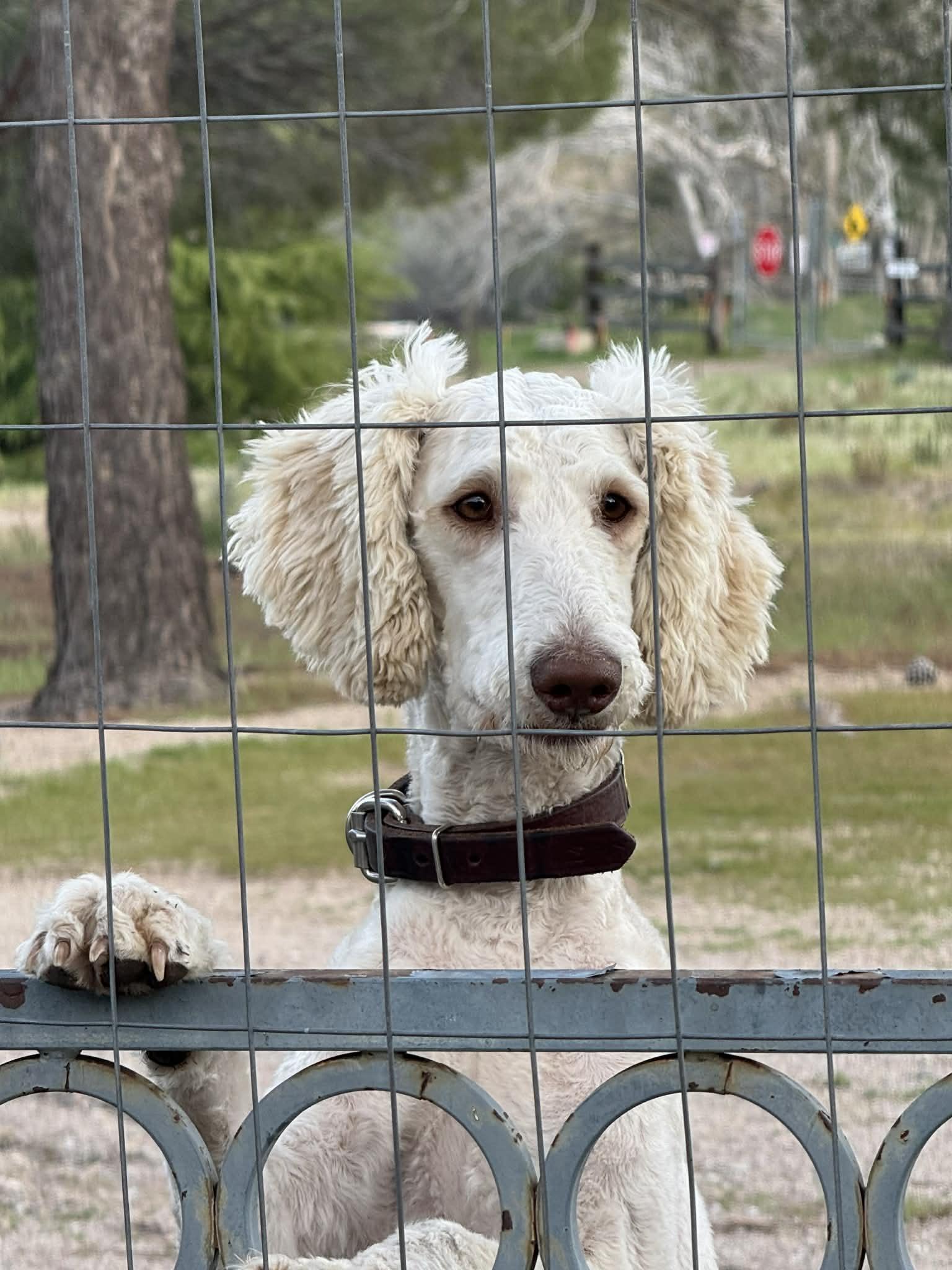 Enlarge GOOSE, an adopted mixed breed in Palmdale, CA image 3/6