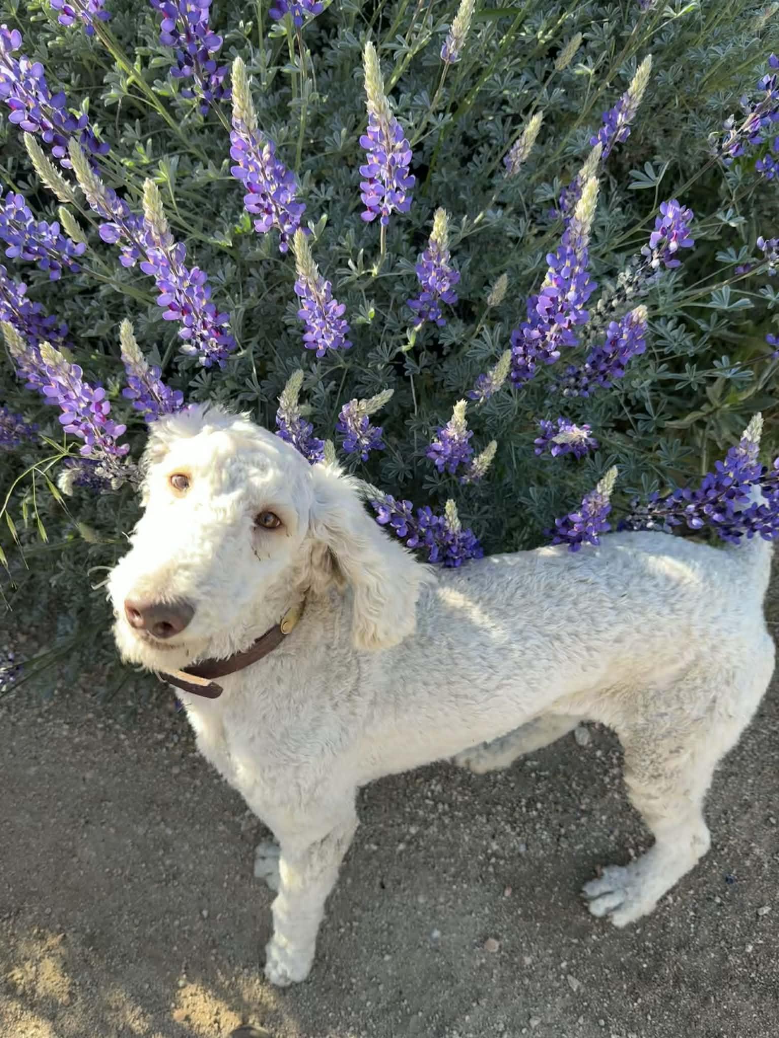 Enlarge GOOSE, an adopted mixed breed in Palmdale, CA image 6/6