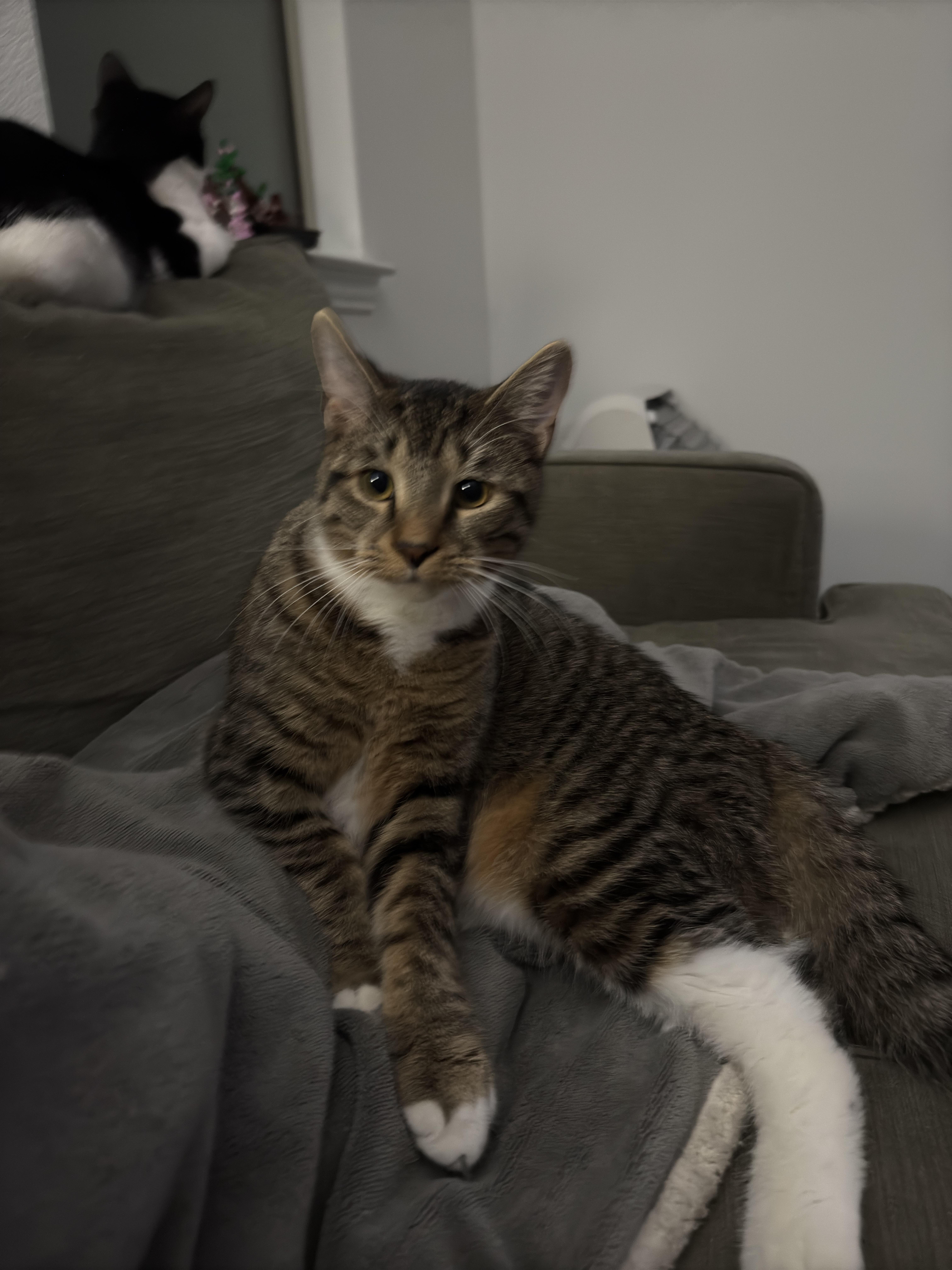 Enlarge Elton, a Adopted Domestic Short Hair in Roanoke, TX image 5/5