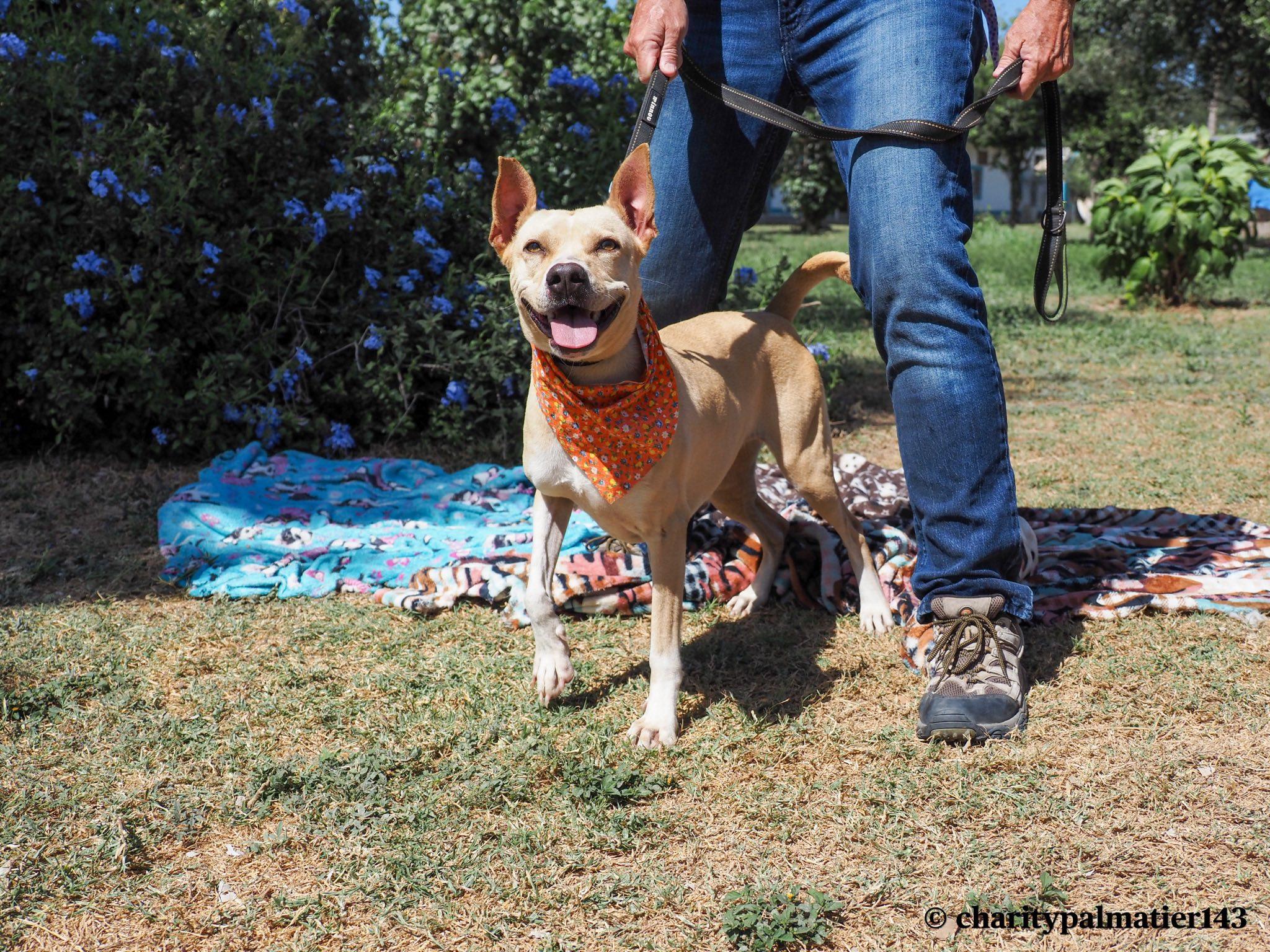 Enlarge Panchita, a Adoptable mixed breed in EL COLORADO, JAL image 6/6