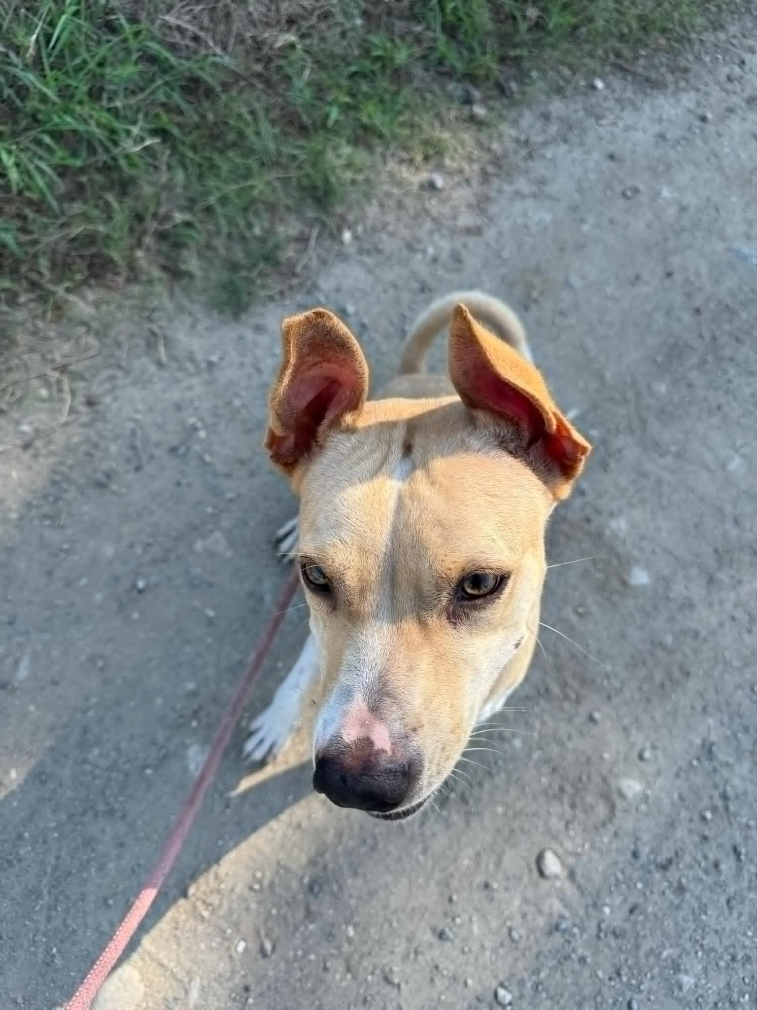 Enlarge Panchita, a Adoptable mixed breed in EL COLORADO, JAL image 1/6