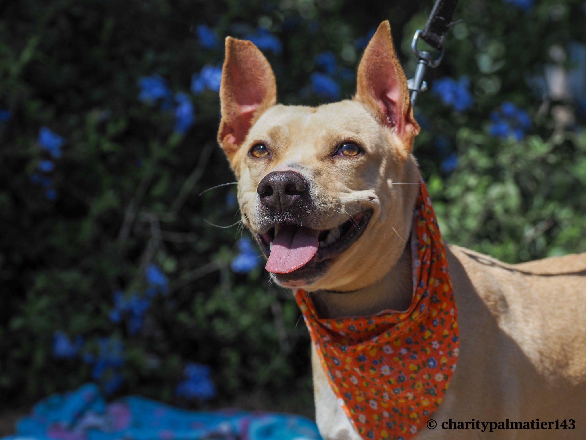Enlarge Panchita, a Adoptable mixed breed in EL COLORADO, JAL image 2/6