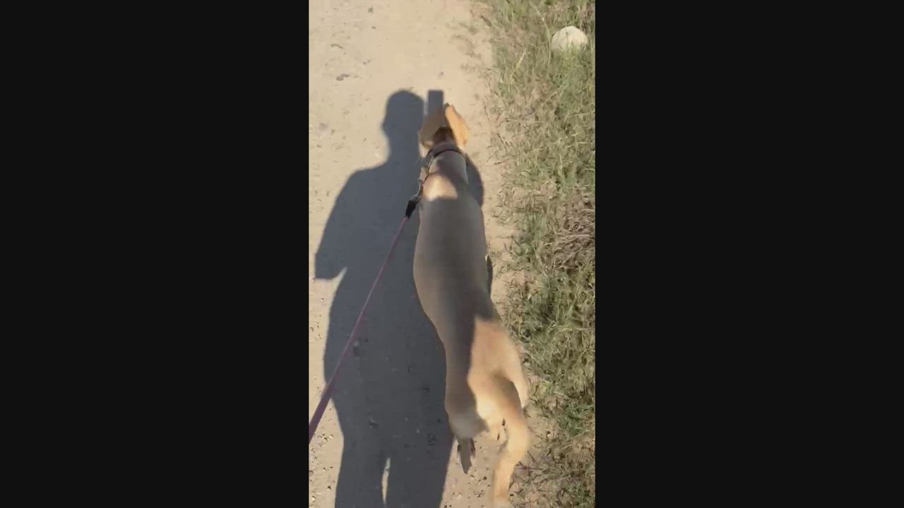 Enlarge Panchita, a Adoptable mixed breed in EL COLORADO, JAL video 4/6