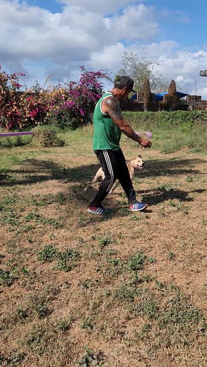 Enlarge Panchita, a Adoptable mixed breed in EL COLORADO, JAL video 5/6