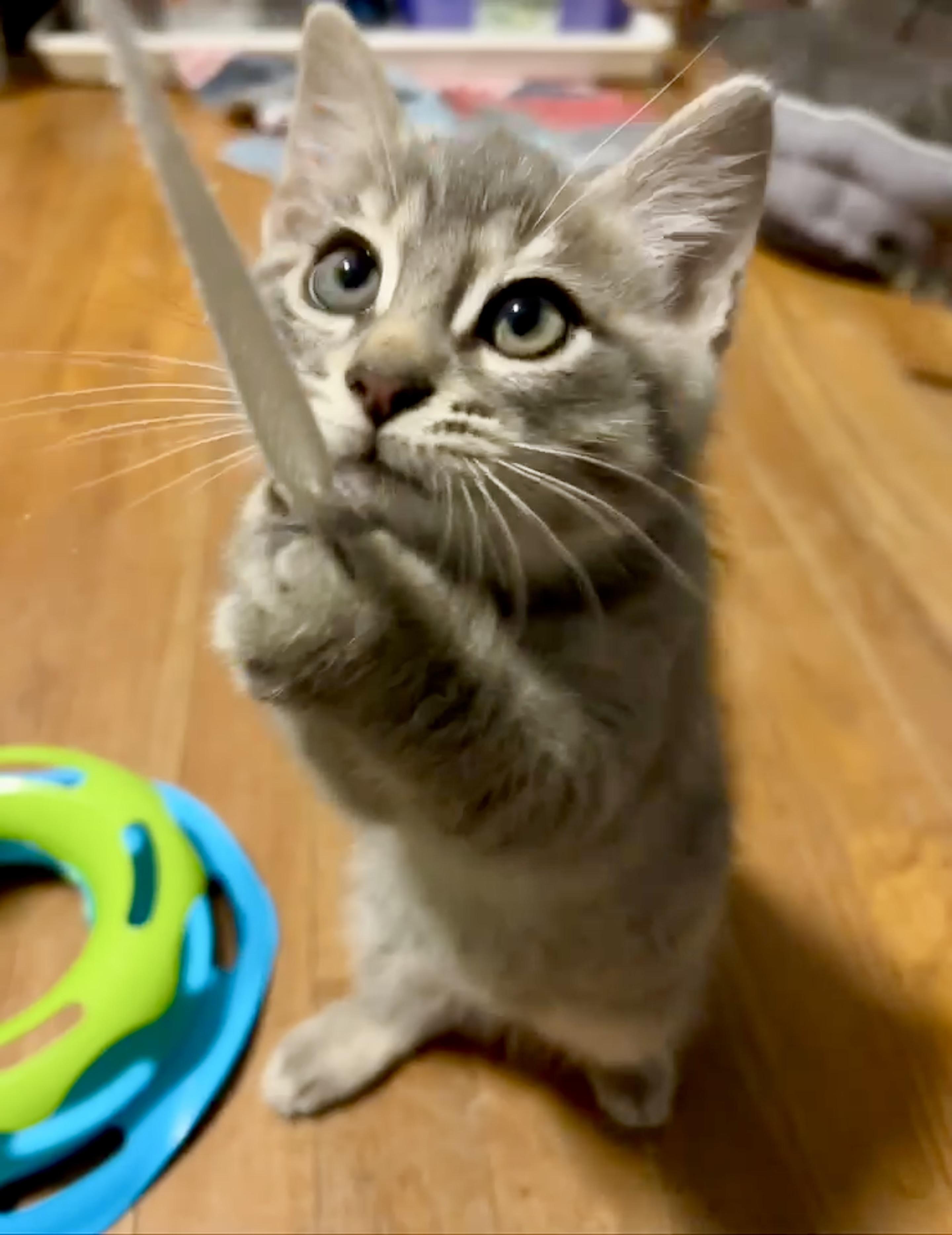 Enlarge Posie, a Adoptable Tabby in Bethel, CT image 5/6