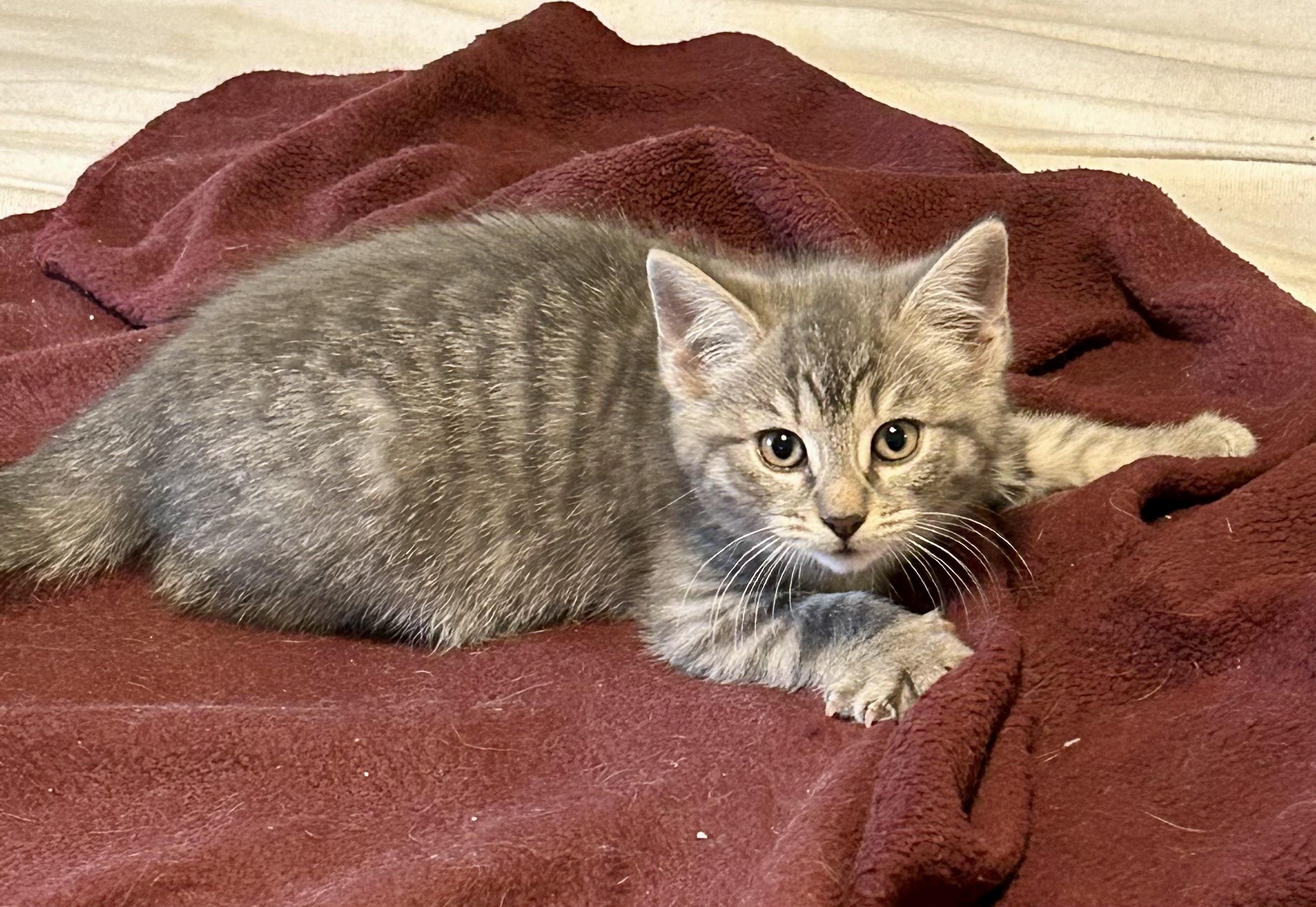Enlarge Posie, a Adoptable Tabby in Bethel, CT image 2/6