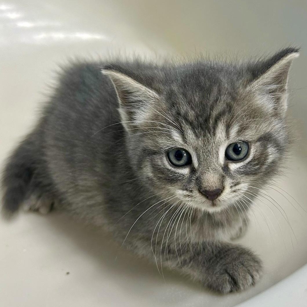 Posie, Adoptable, Kitten Female Tabby.