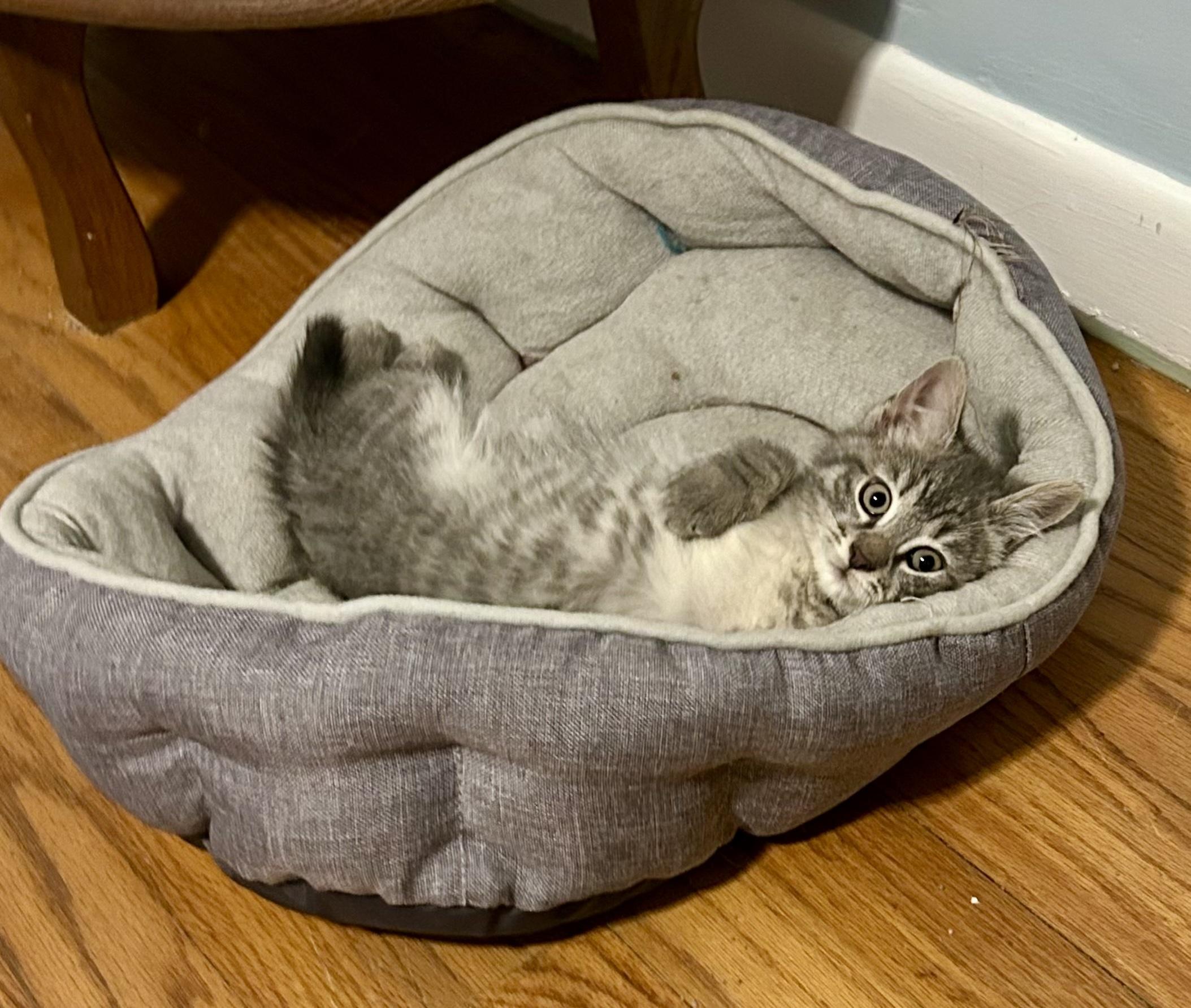 Enlarge Posie, a Adoptable Tabby in Bethel, CT image 3/6