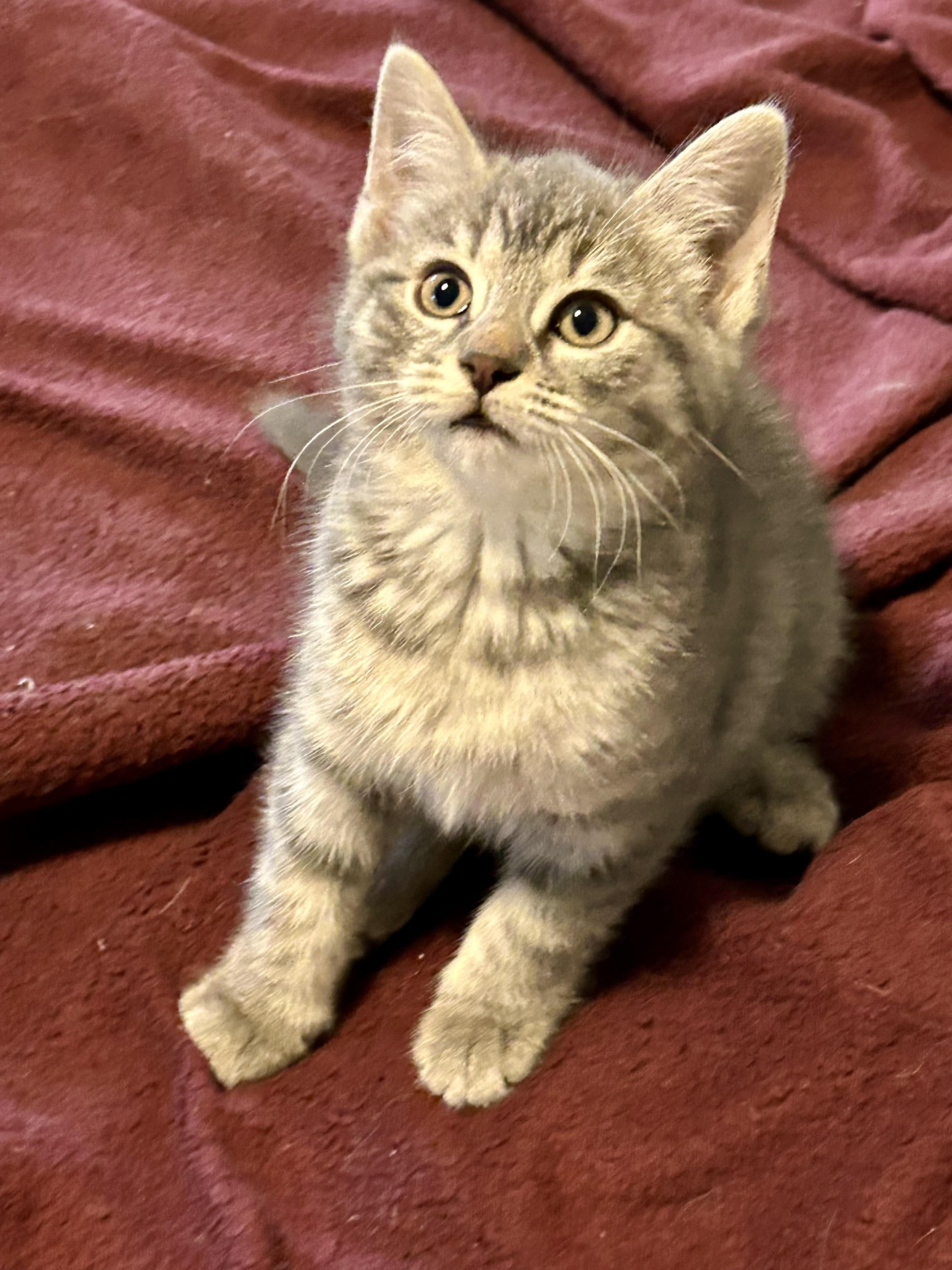 Enlarge Posie, a Adoptable Tabby in Bethel, CT image 4/6