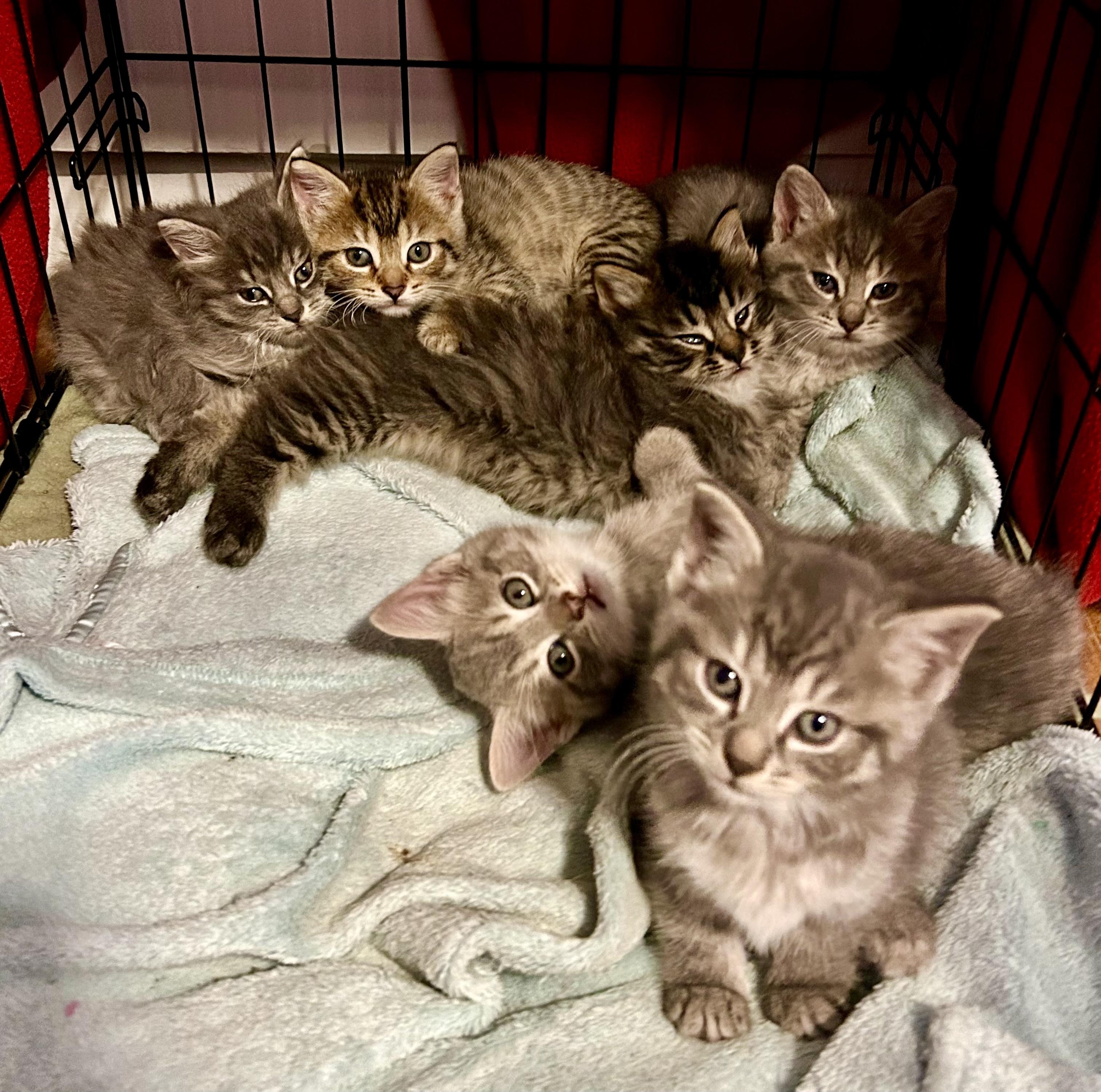 Enlarge Posie, a Adoptable Tabby in Bethel, CT image 6/6