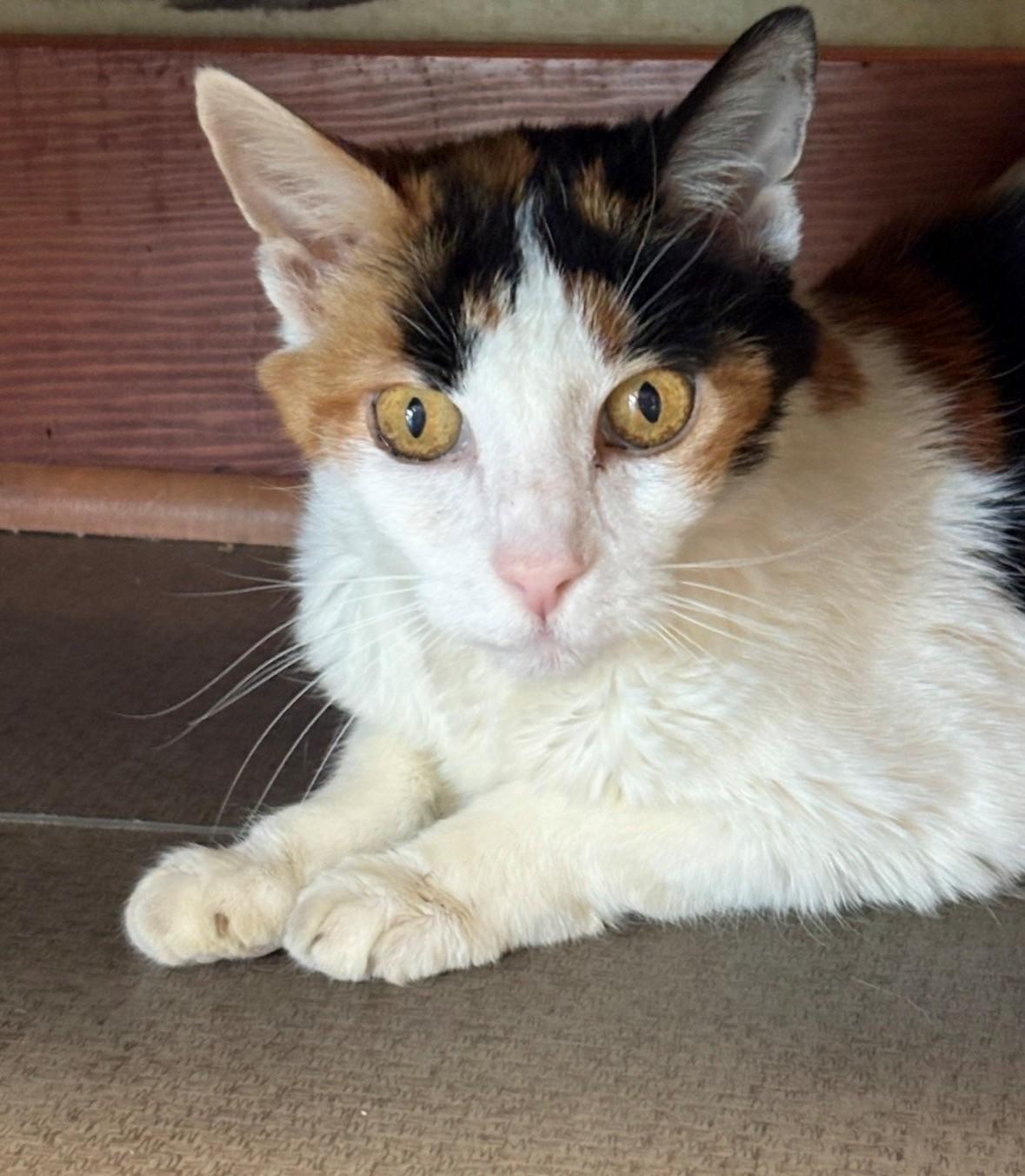 Enlarge Eliza, a ADOPTABLE Calico in Grass Valley, CA image 1/1