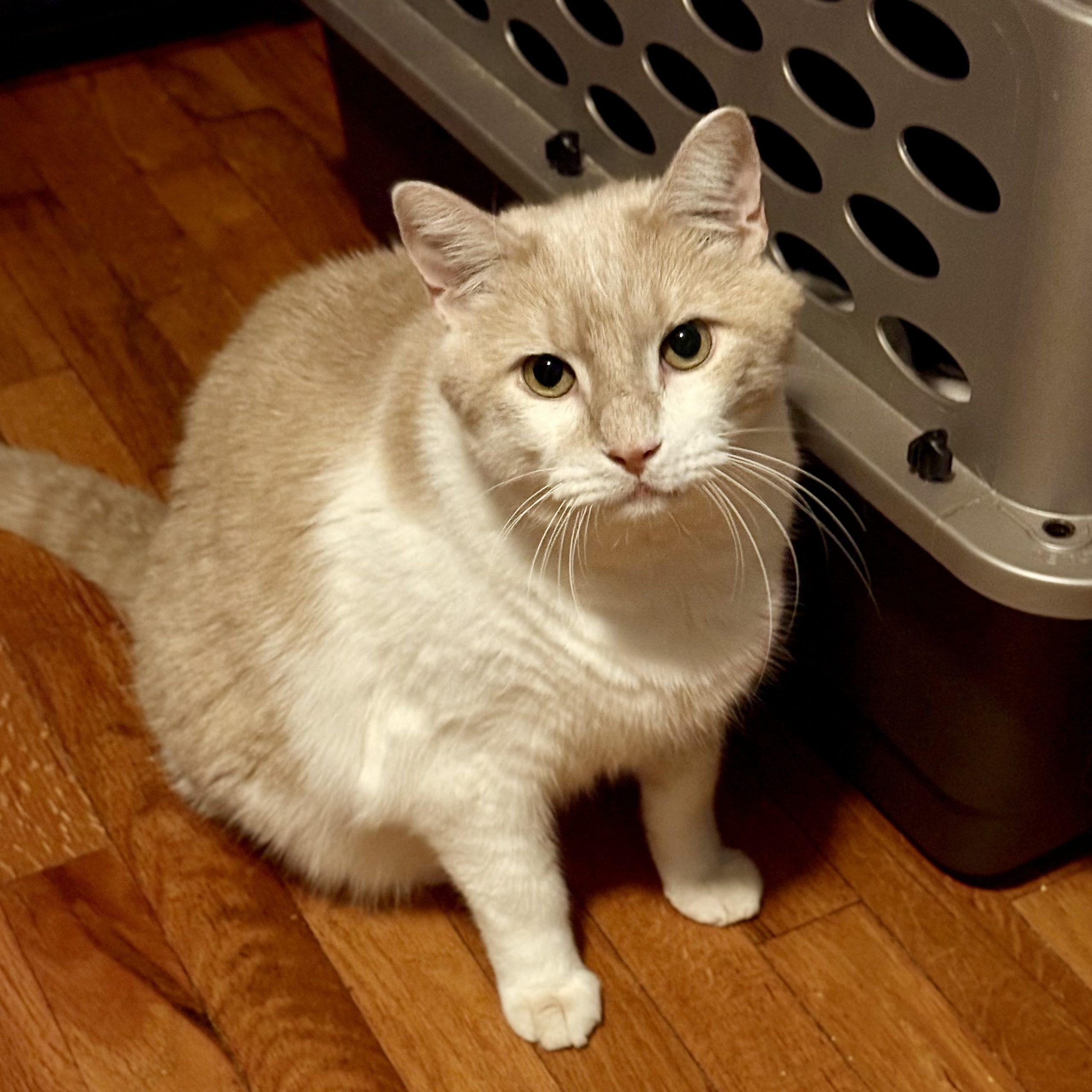 Tom, Adoptable, Adult Male Domestic Short Hair.