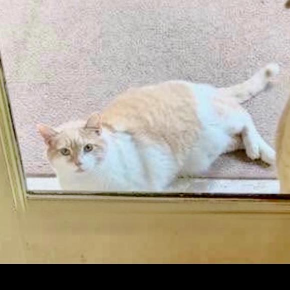 Tom, Adoptable, Adult Male Domestic Short Hair.