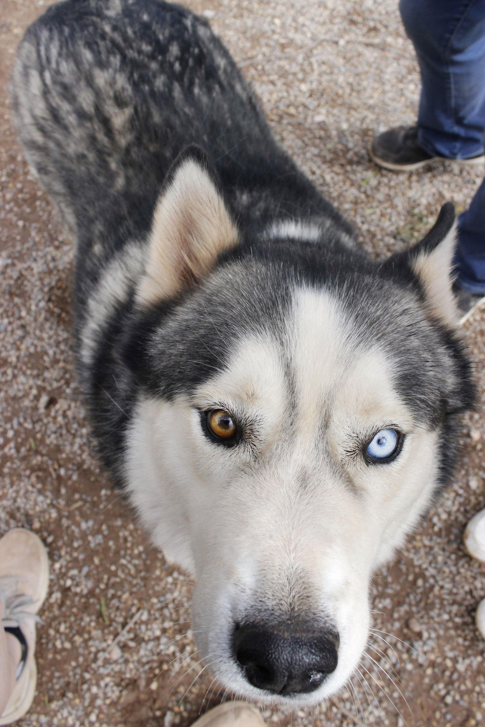 Enlarge Timber, a Adopted Siberian Husky in Cedar Crest, NM image 1/3