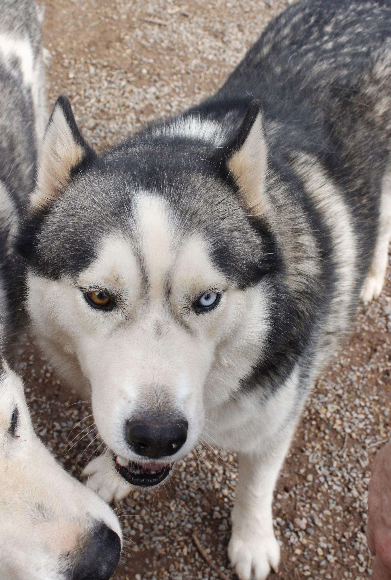 Enlarge Timber, a Adopted Siberian Husky in Cedar Crest, NM image 2/3