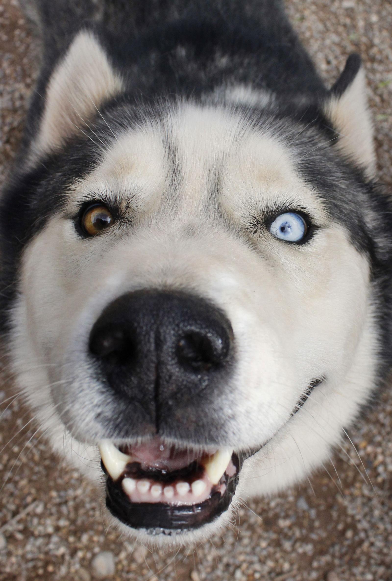 Enlarge Timber, a Adopted Siberian Husky in Cedar Crest, NM image 3/3