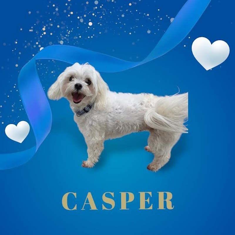 Casper, adopted, Adult Male Maltese.