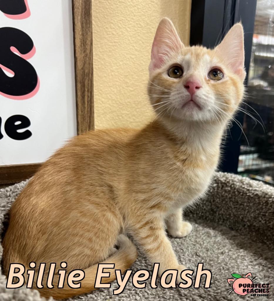 Billie Eyelash, Adoptable, Kitten Female Domestic Short Hair.
